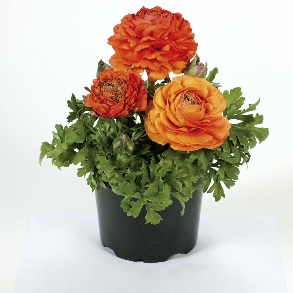 Ranunkel Vortex F1 Orange - Ranunculus