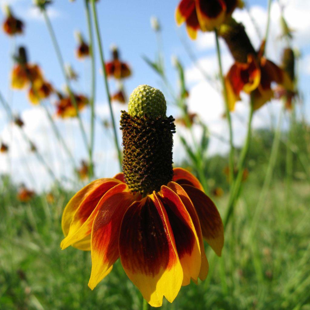 Ratibida columnifera Pulcherrima - Präriesonnenhut