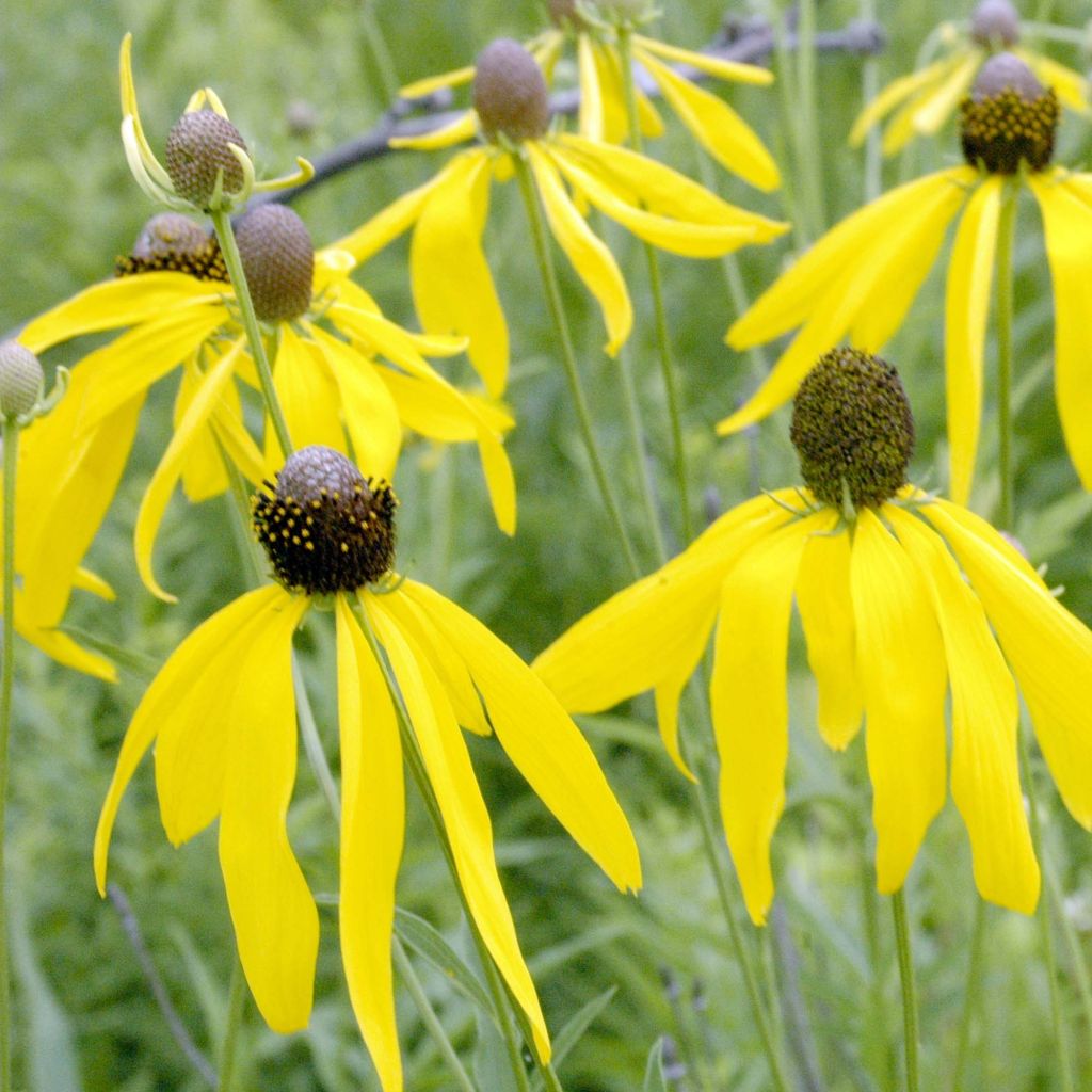 Ratibida pinnata - Präriesonnenhut