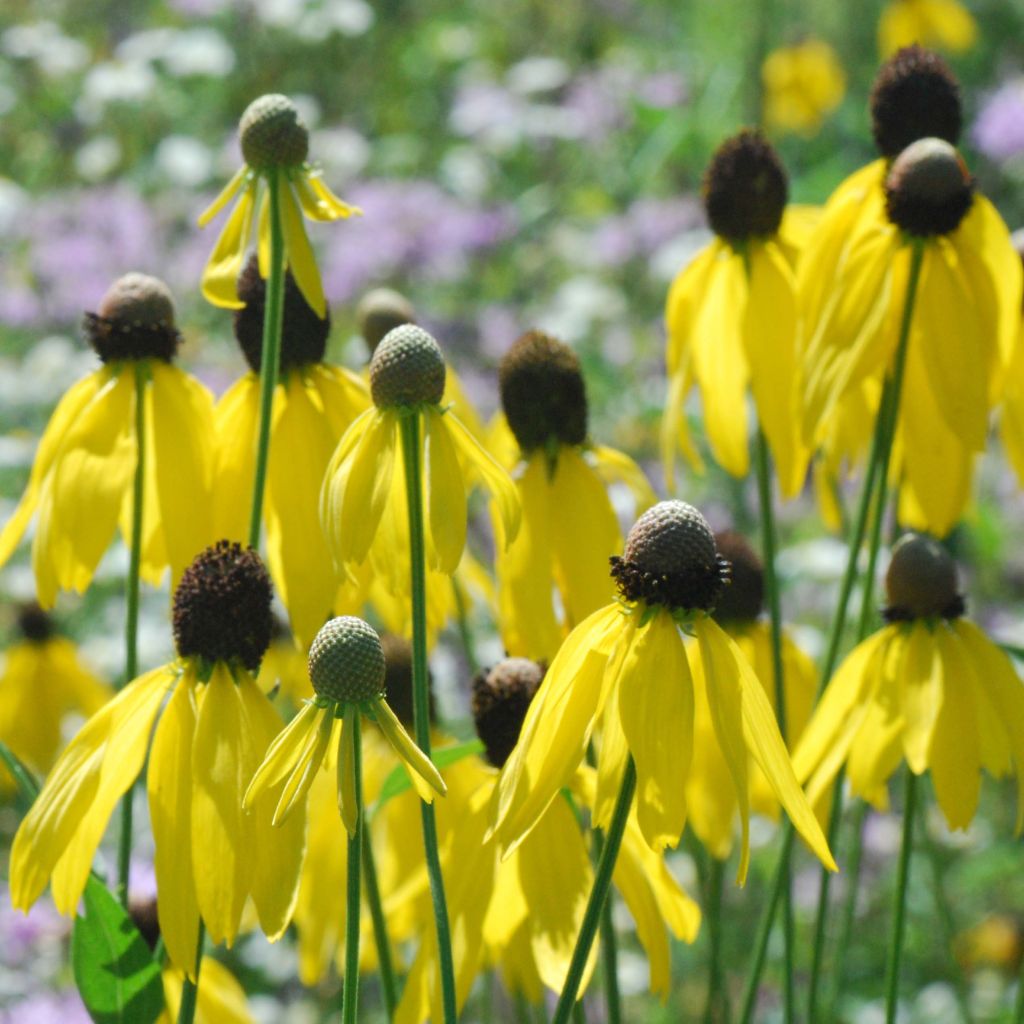 Ratibida pinnata - Präriesonnenhut