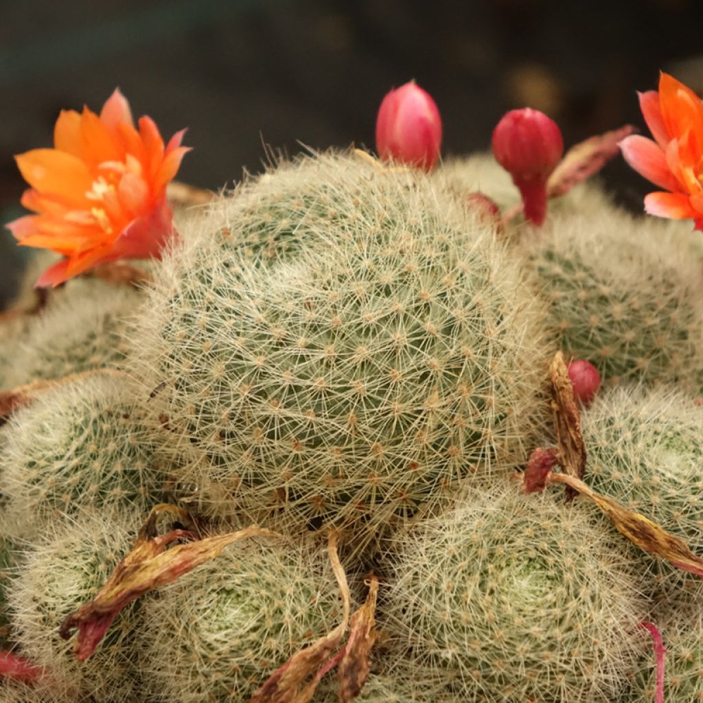 Rebutia sp. - Rebutie