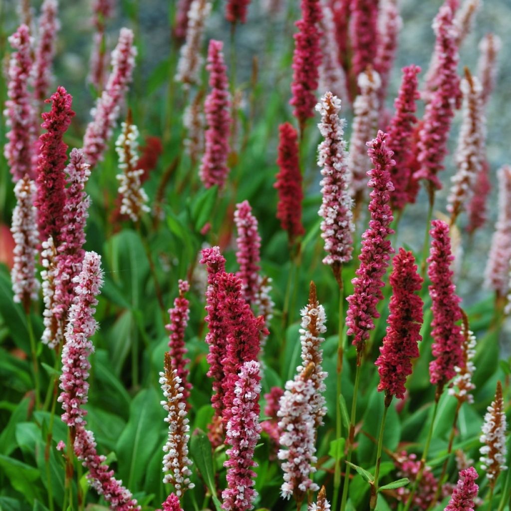 Schneckenknöterich Darjeeling Red - Persicaria affinis