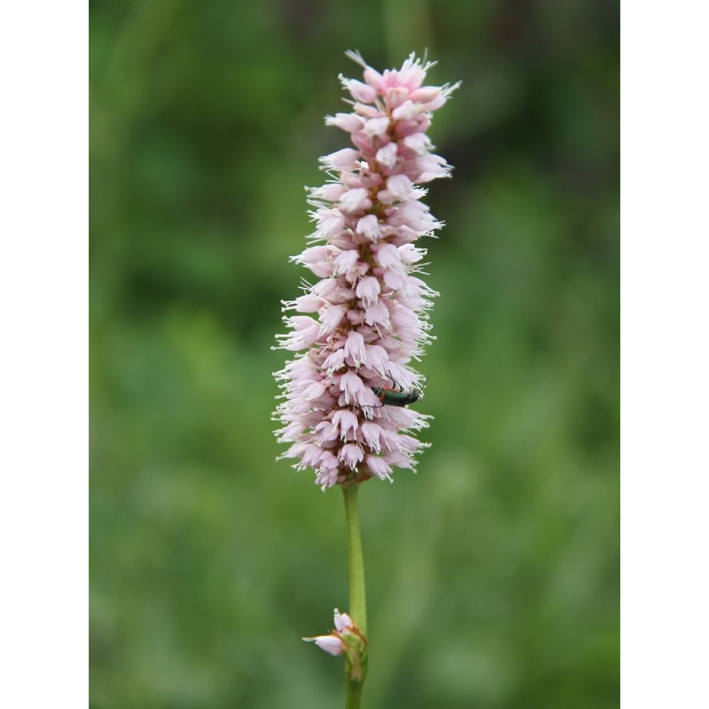 Schlangenwurz Superba - Persicaria officinalis