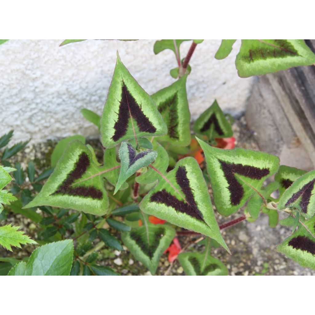 Knöterich Purple Fantasy - Persicaria runcinata