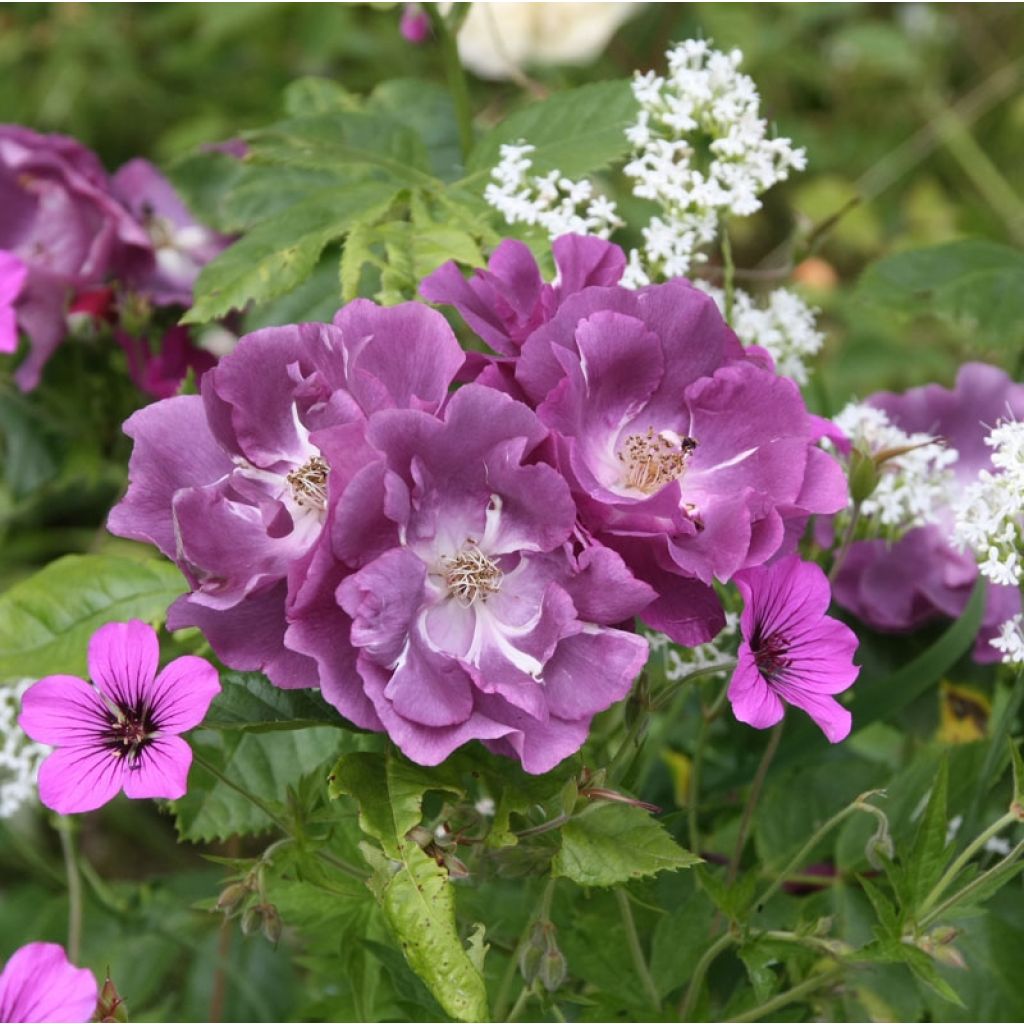 Rosa Rhapsody In Blue - Beetrose