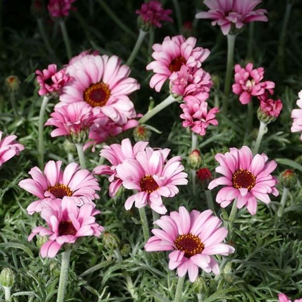 Rhodanthemum hosmariense African Rose - Marokkanische Margerite