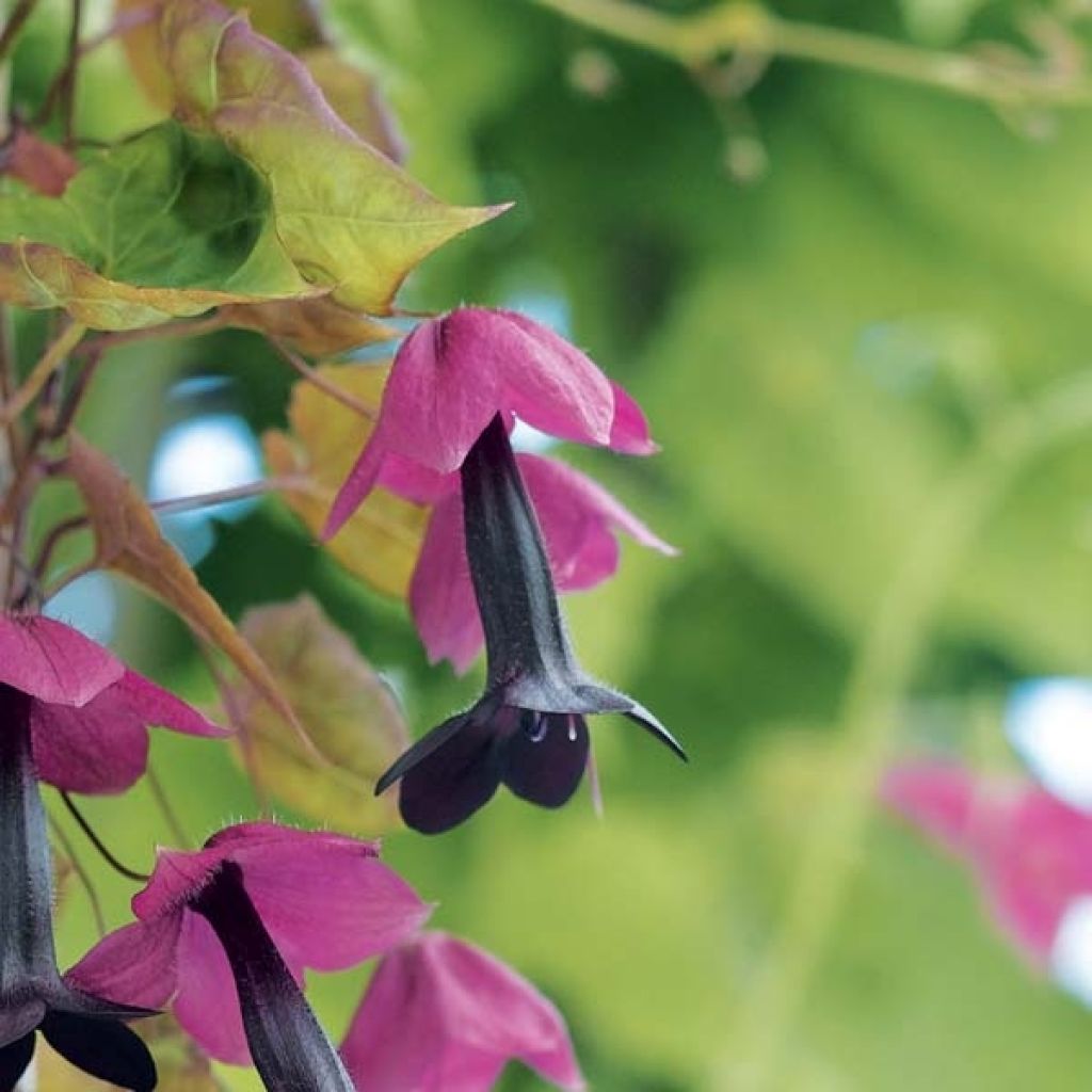 Rhodochiton atrosanguineus (Samen) - Purpuglockenwein