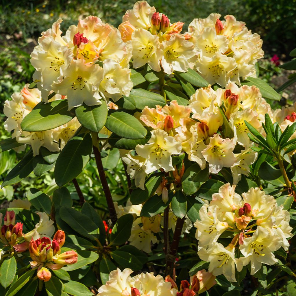 Rhododendron yakushimanum Golden Torch