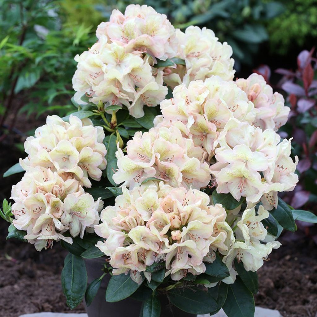 Rhododendron x hybrida Easydendron® INKARHO Belkanto