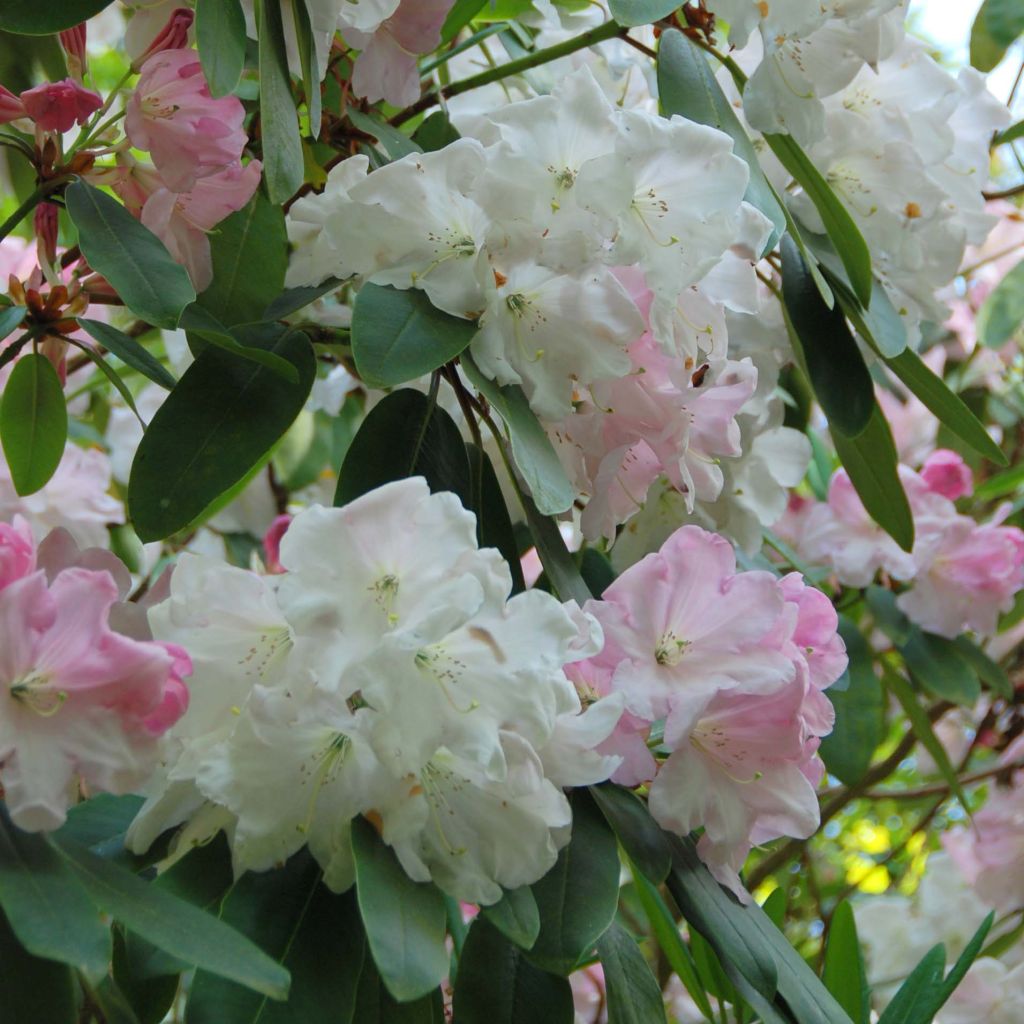 Rhododendron loderi King George