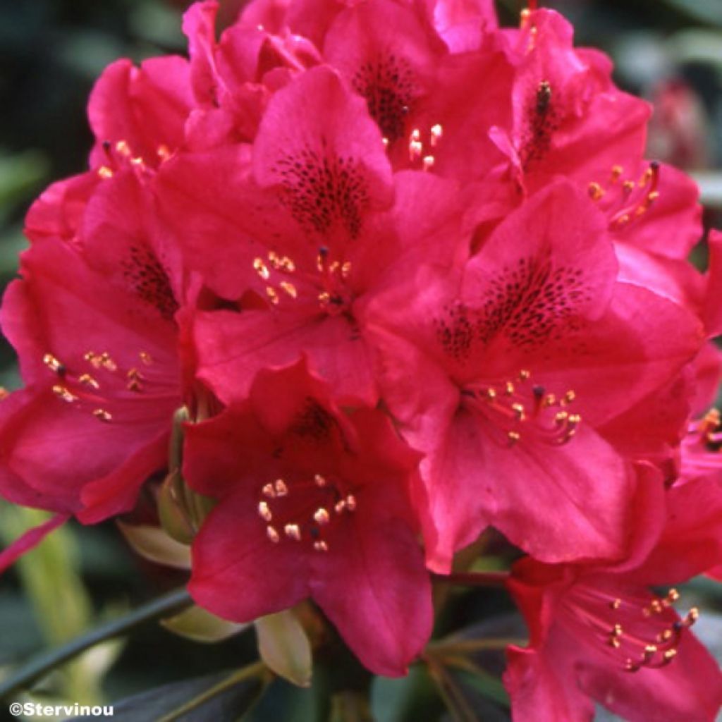 Rhododendron Nova Zembla