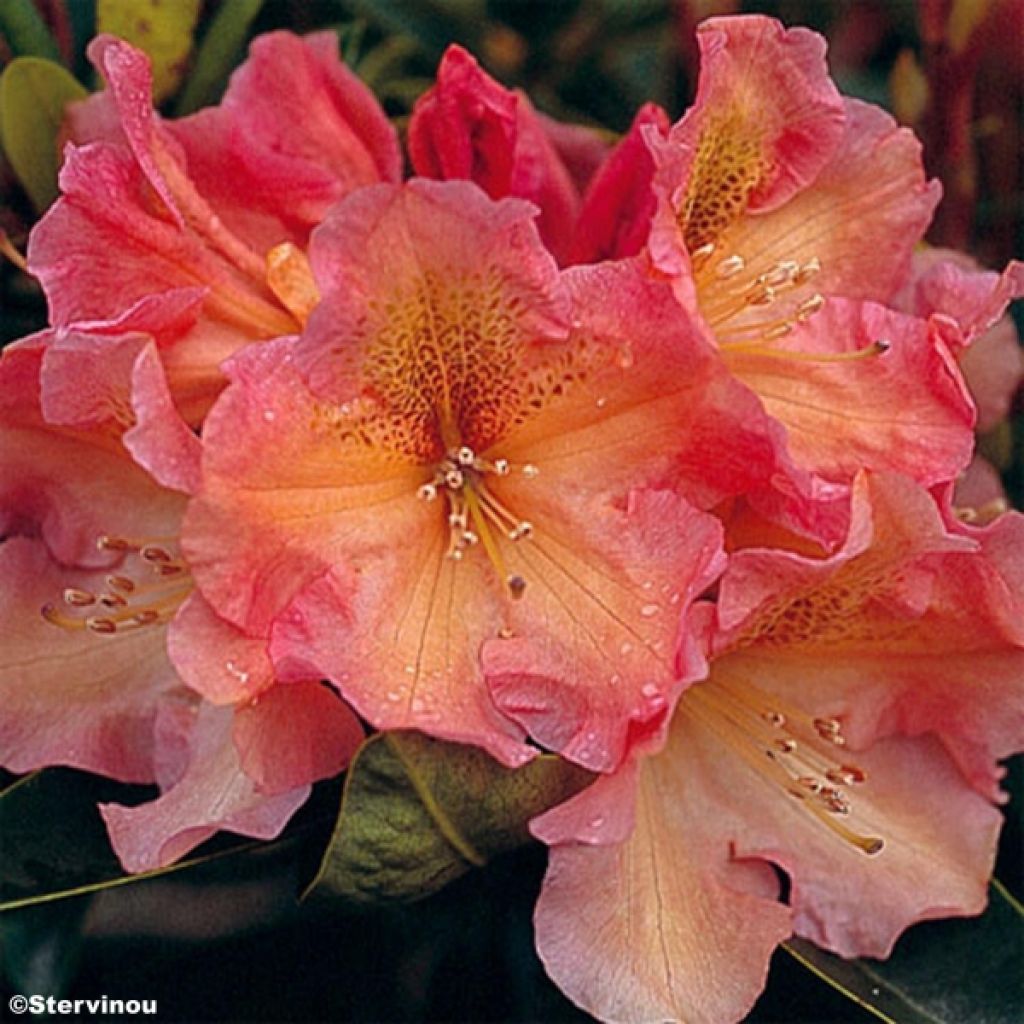 Rhododendron Olga