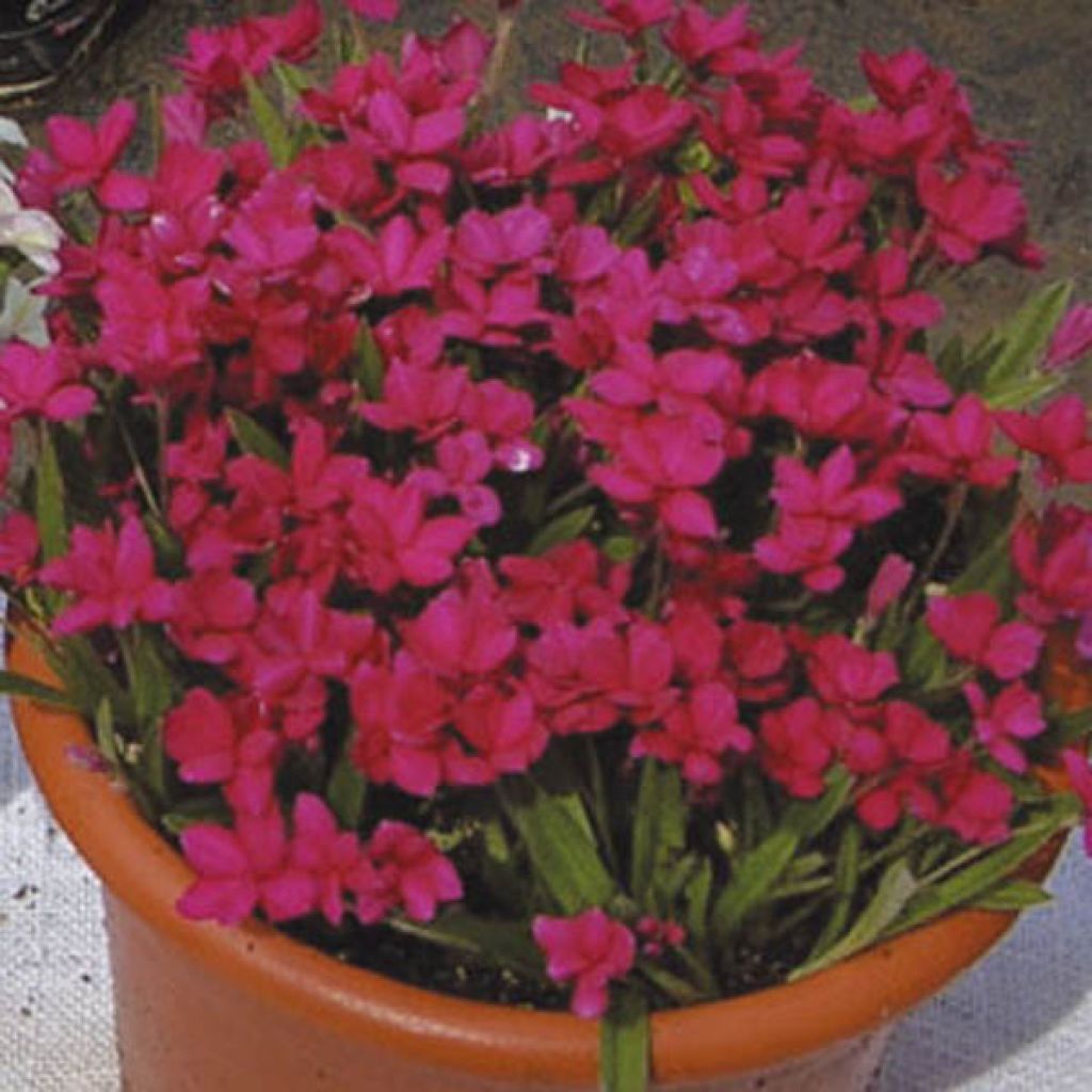 Rhodohypoxis baurii Red King - Grasstern