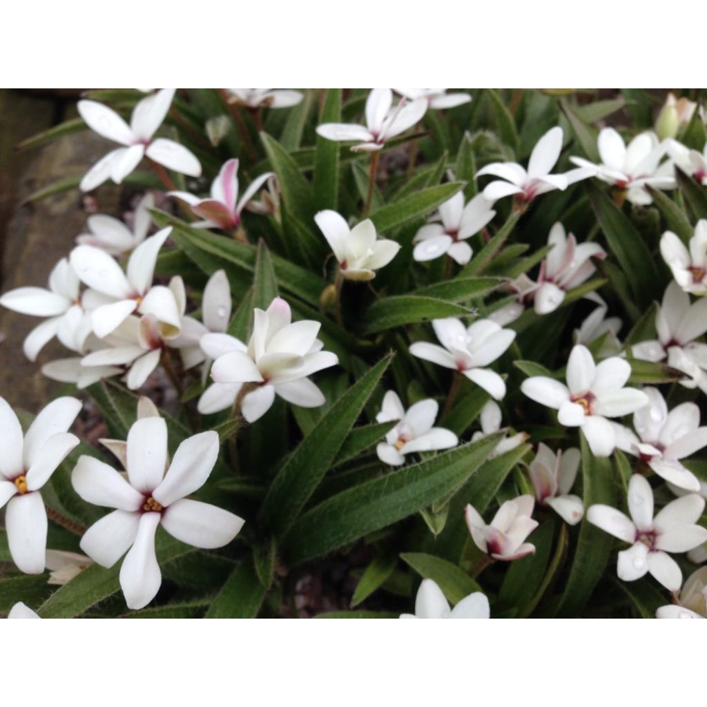 Rhodoxis Summer Stars Peppermint - Grasstern