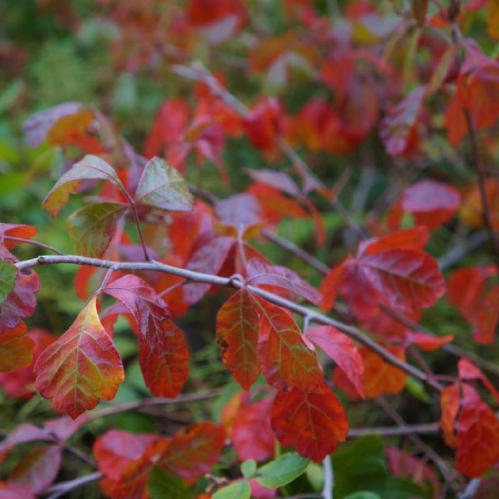 Rhus aromatica Gro-Low - Duftende Sumach