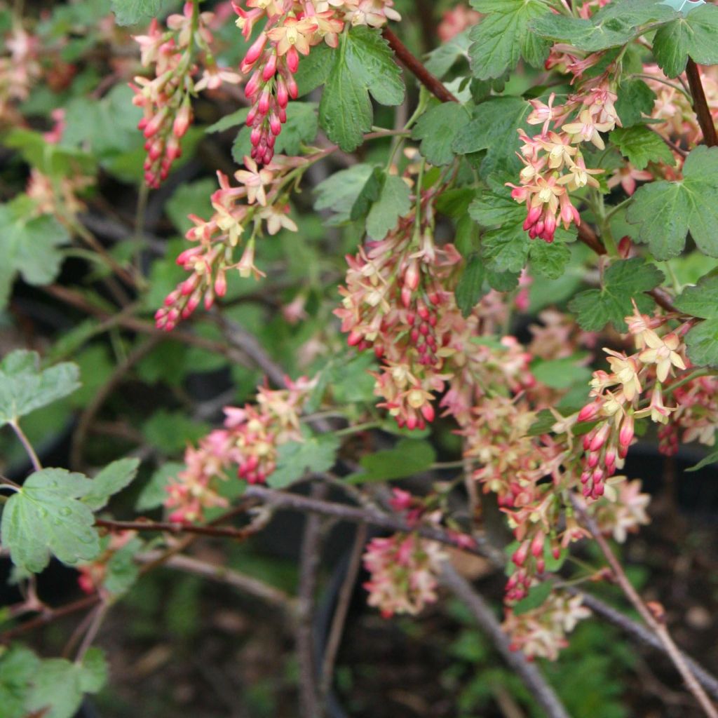 Gordon-Johannisbeere - Ribes gordonianum