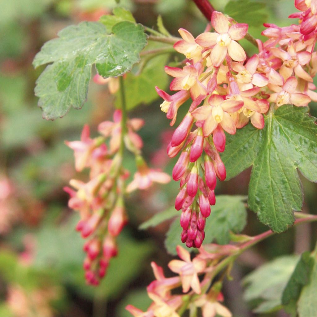 Gordon-Johannisbeere - Ribes gordonianum