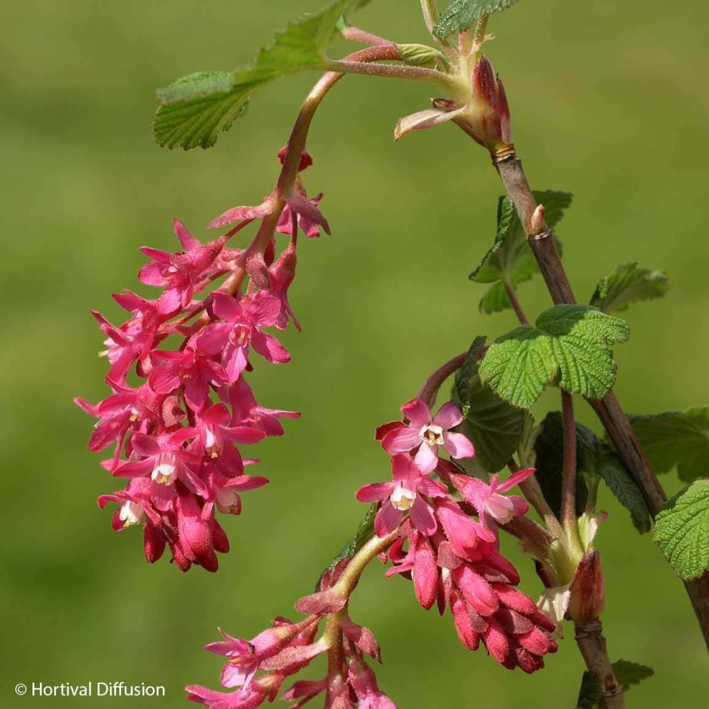 Blut-Johannisbeere Red Bross - Ribes sanguineum