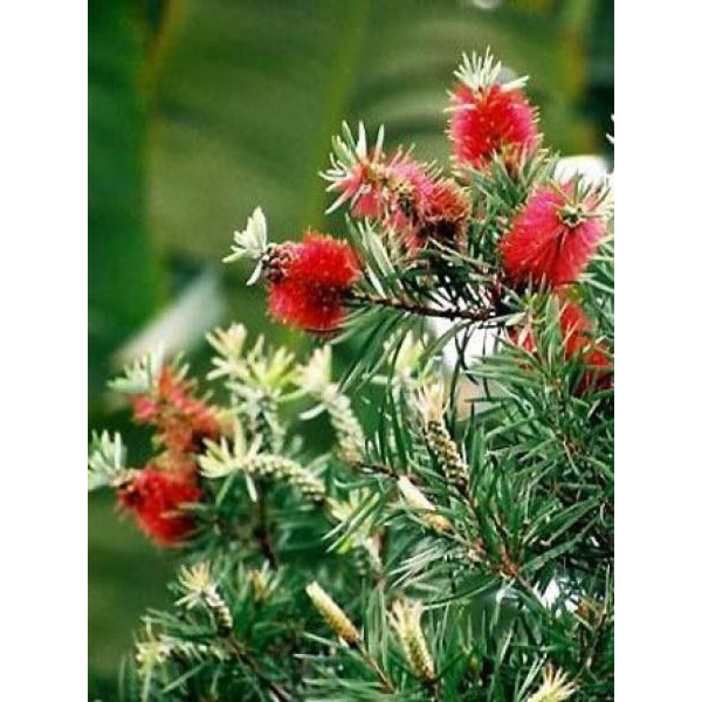 Callistemon rigidus - Zylinderputzer