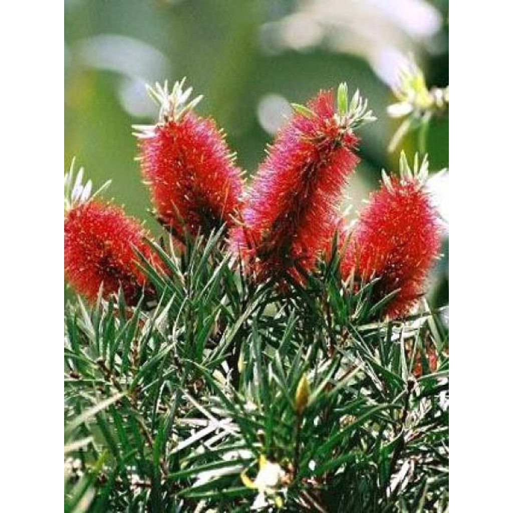 Callistemon rigidus - Zylinderputzer