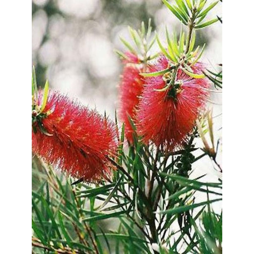 Callistemon rigidus - Zylinderputzer