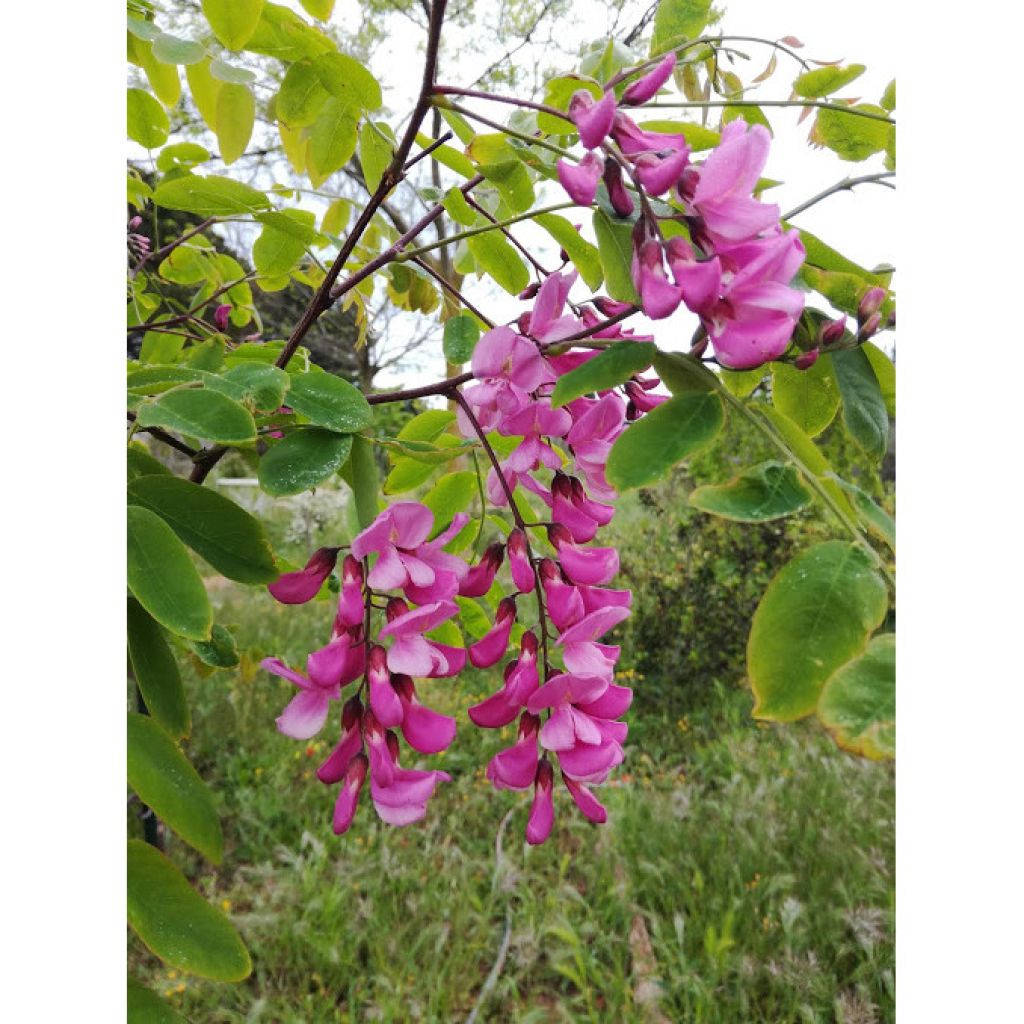 Robinia pseudoacacia Casque Rouge - Gewöhnliche Robinie