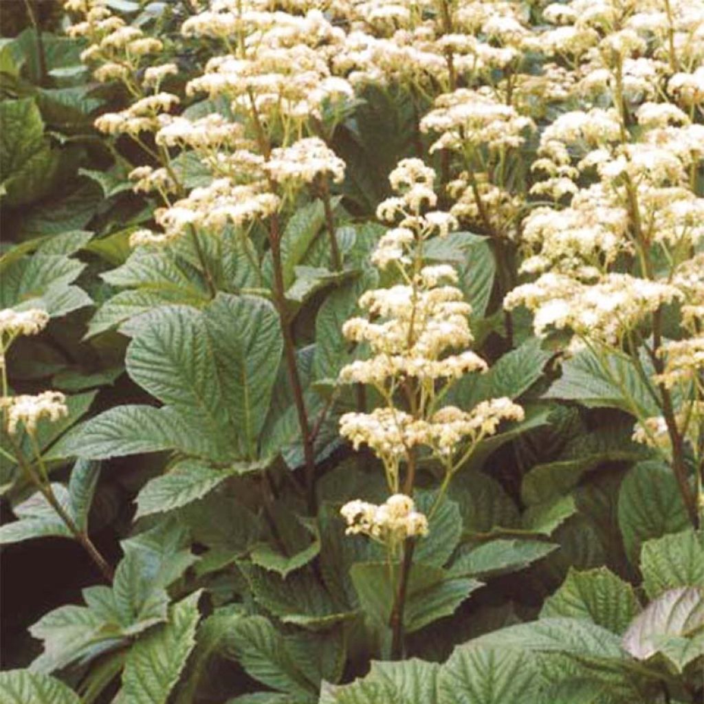 Rodgersia aesculifolia Irish Bronze - Schaublatt