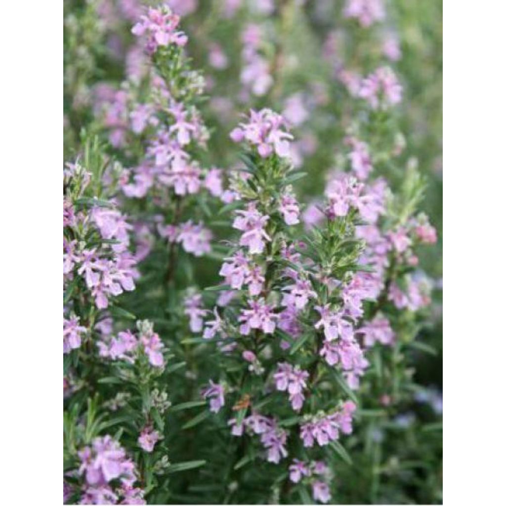 Rosmarin Majorca Pink - Rosmarinus officinalis