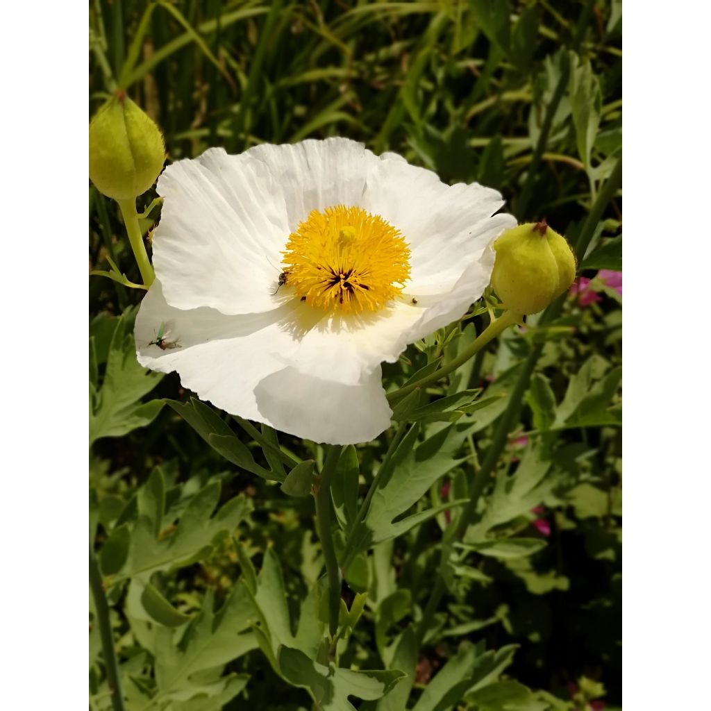 Romneya coulteri - Baummohn