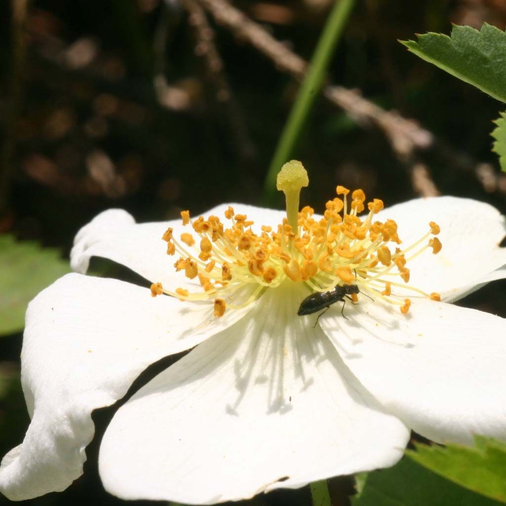 Rosa arvensis - Heckenrose - Botanische Rose