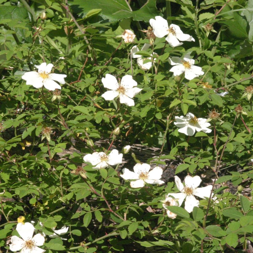 Rosa arvensis - Heckenrose - Botanische Rose