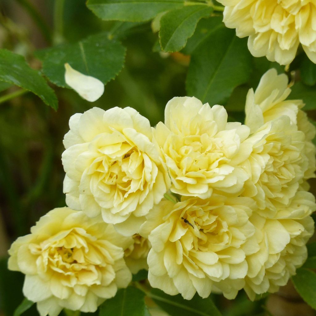 Rosa banksiae Lutea - Meran-Rose