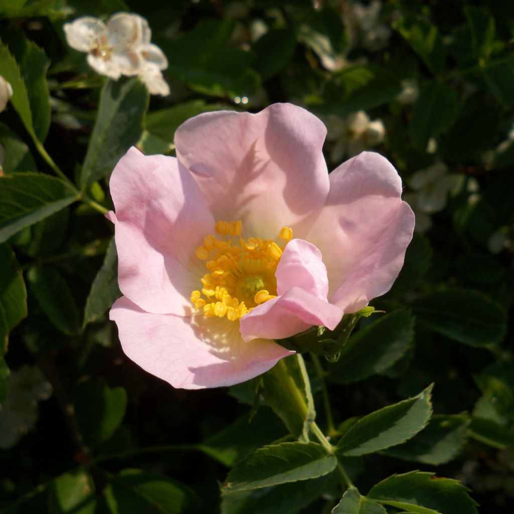 Rosa canina - Hunds-Rose