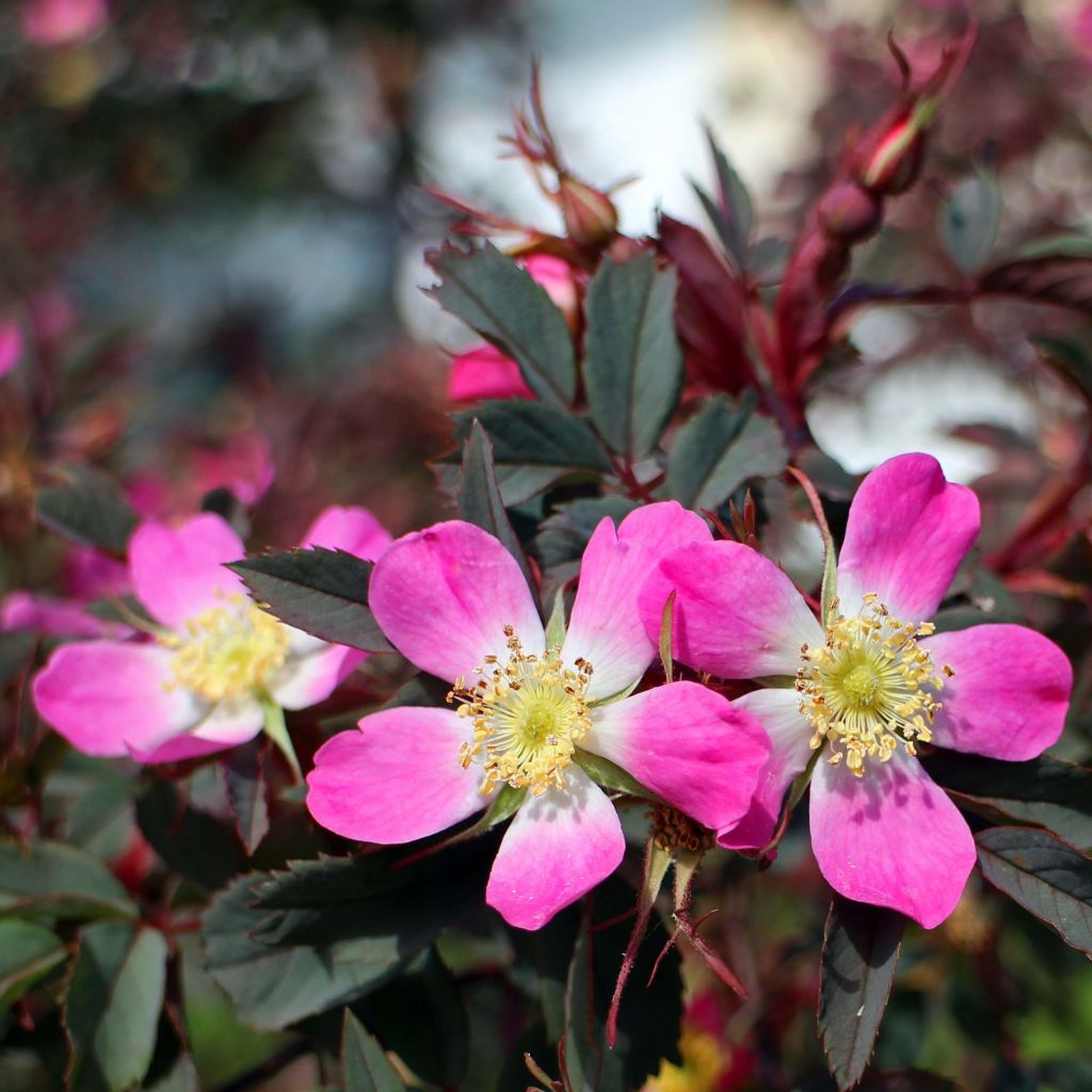 Rosa glauca - Rotblatt-Rose