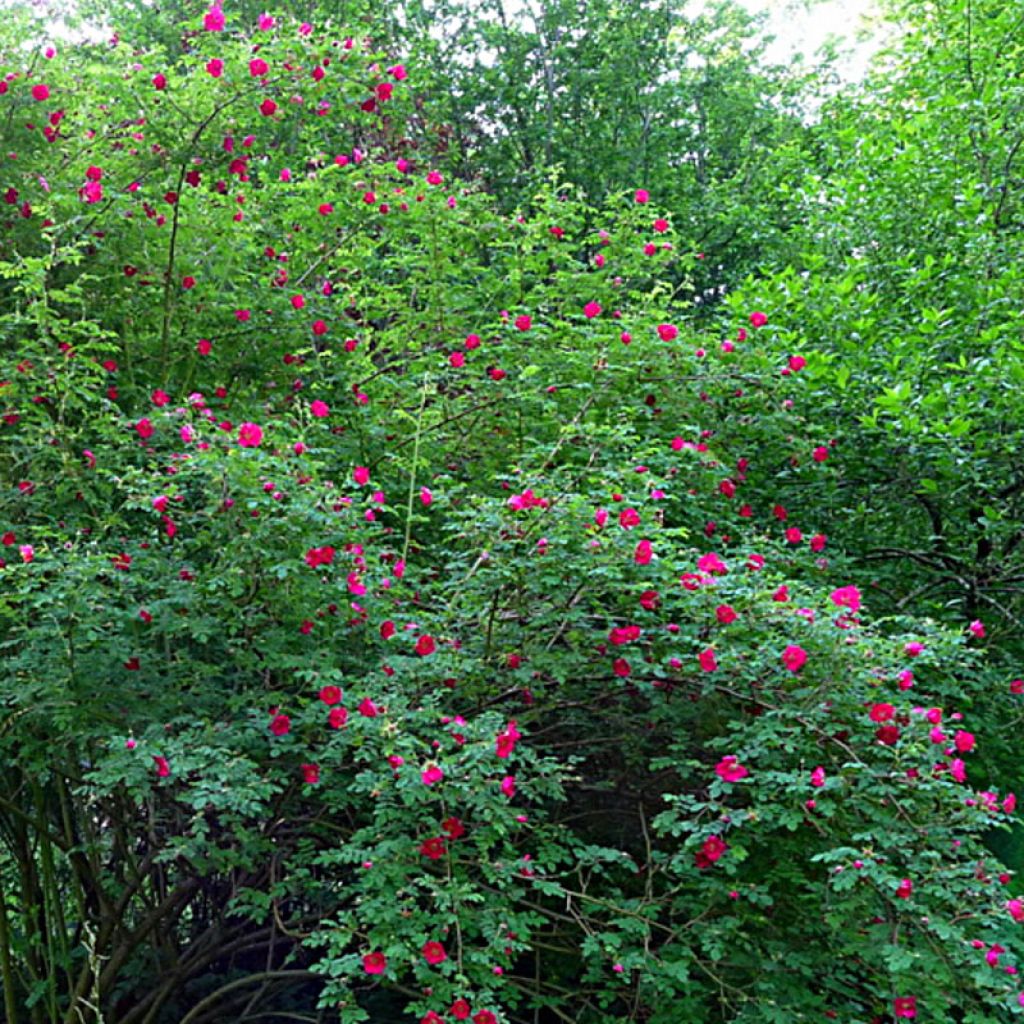 Rosa moyesii Geranium - Mandarin-Rose