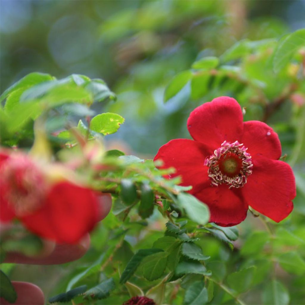 Rosa moyesii Geranium - Mandarin-Rose