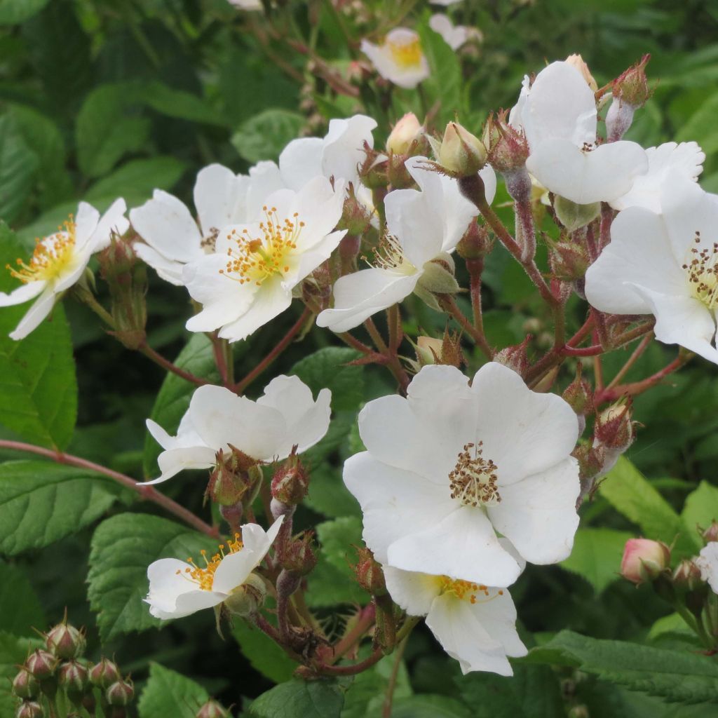 Rosa multiflora - Vielblütige Rose