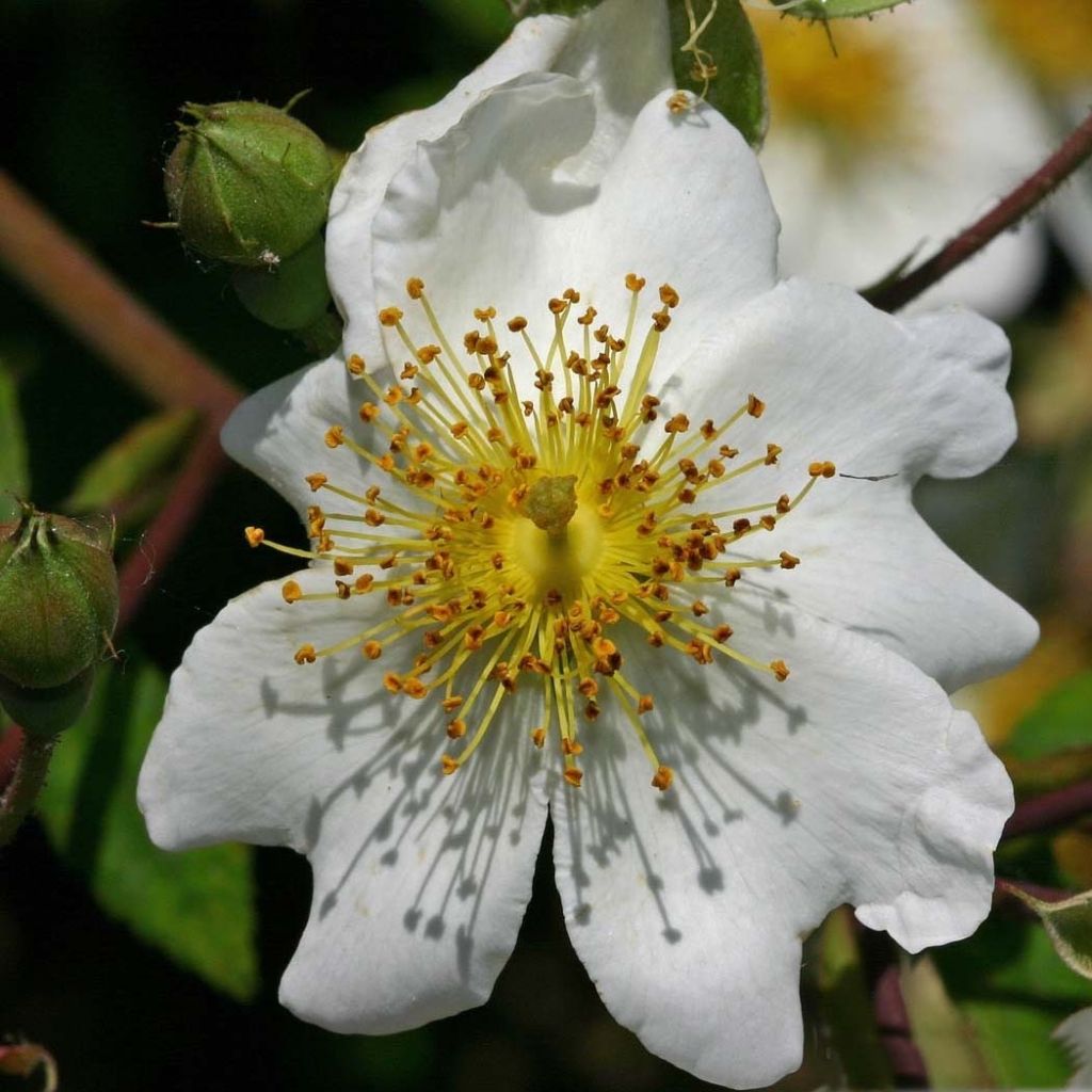 Rosa multiflora - Vielblütige Rose