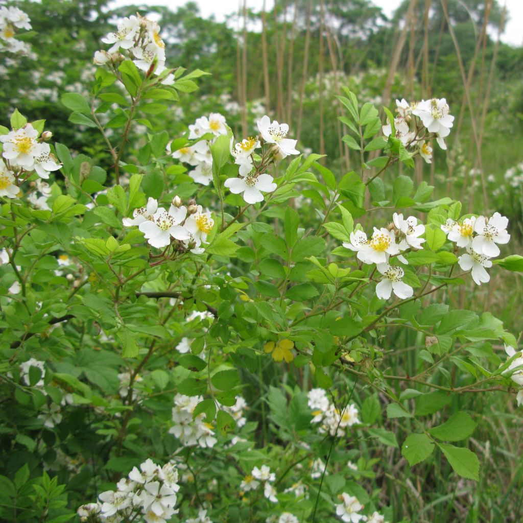 Rosa multiflora - Vielblütige Rose