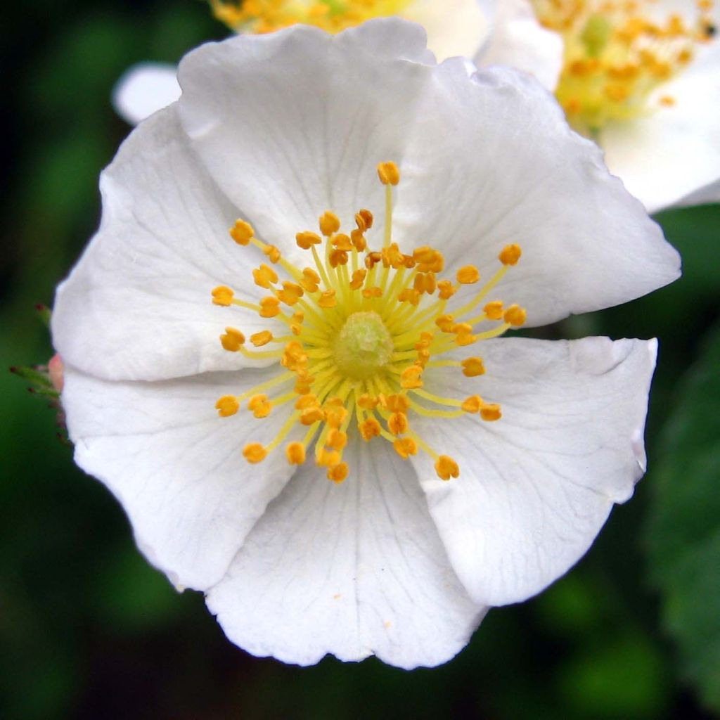 Rosa multiflora - Vielblütige Rose