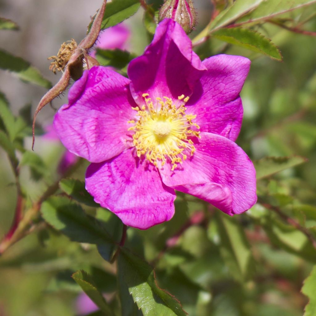 Rosa nitida - Glänz-Rose