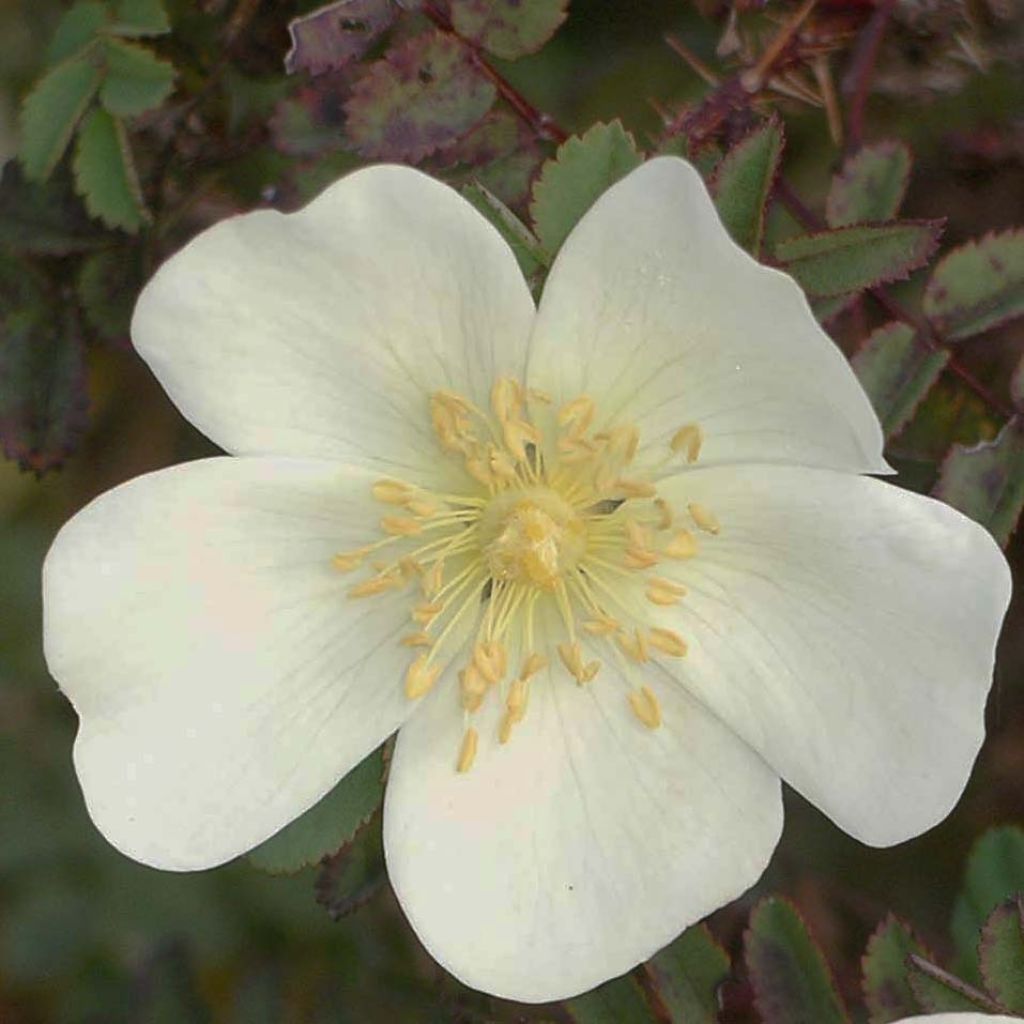 Rosa pimpinellifolia - Dünen-Rose