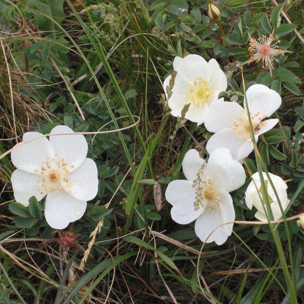 Rosa pimpinellifolia - Dünen-Rose