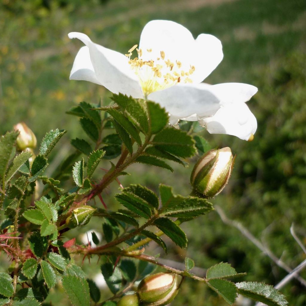 Rosa pimpinellifolia - Dünen-Rose