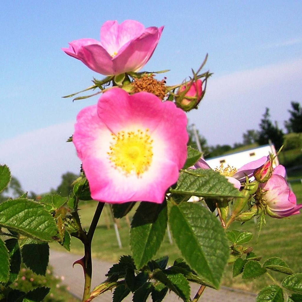 Rosa rubiginosa - Wein-Rose