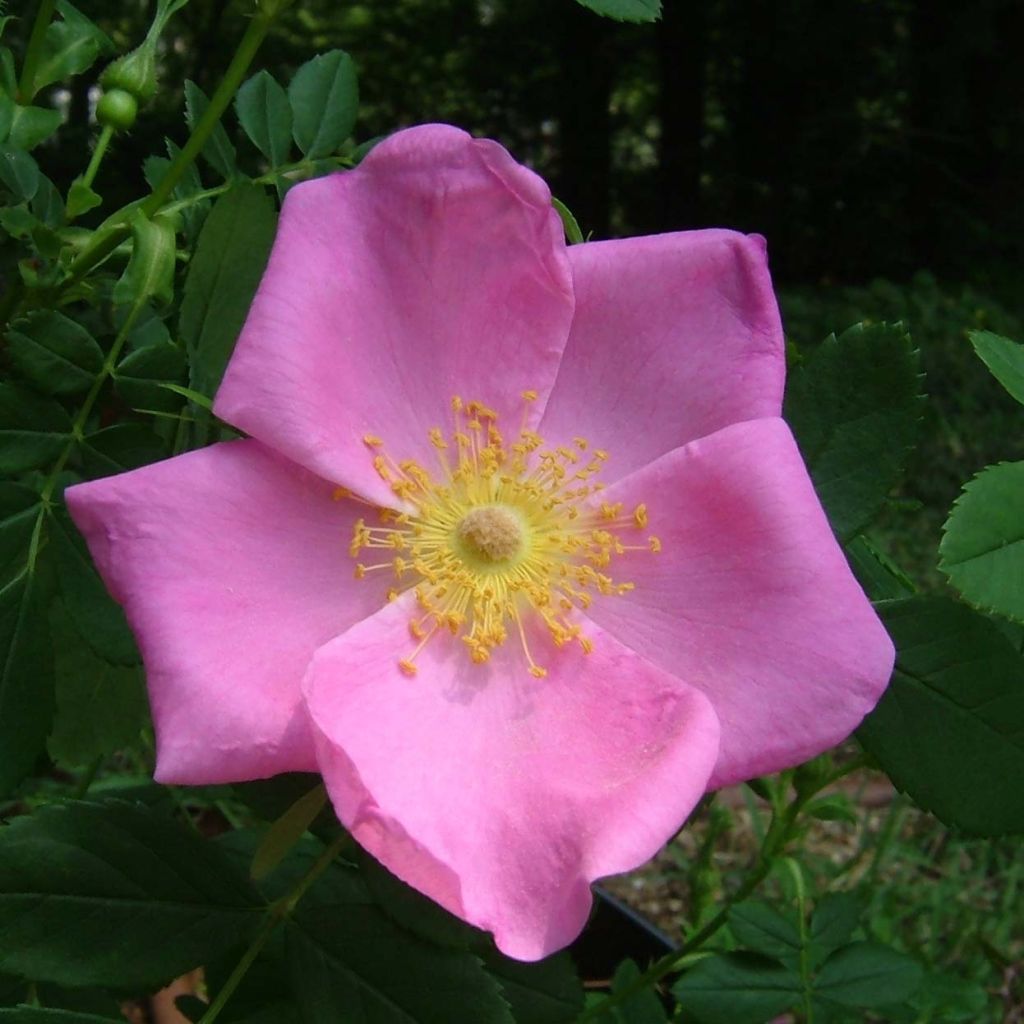 Rosa virginiana - Virginianische Rose