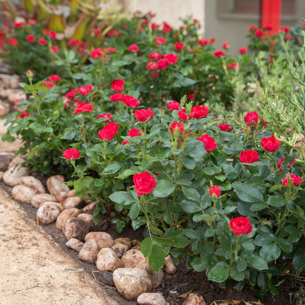 Rosa polyantha Zepeti Meibenbino - Zwerg-Parkrose