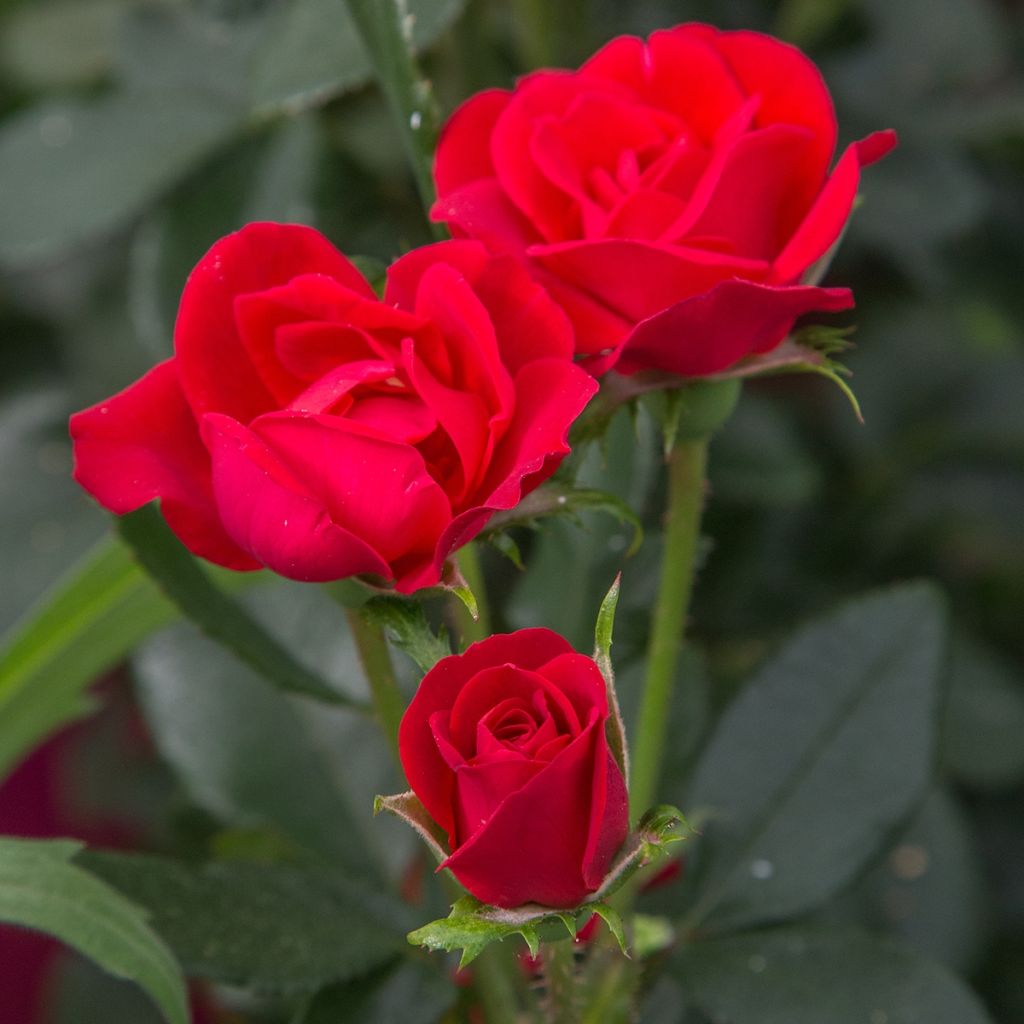 Rosa polyantha Zepeti Meibenbino - Zwerg-Parkrose