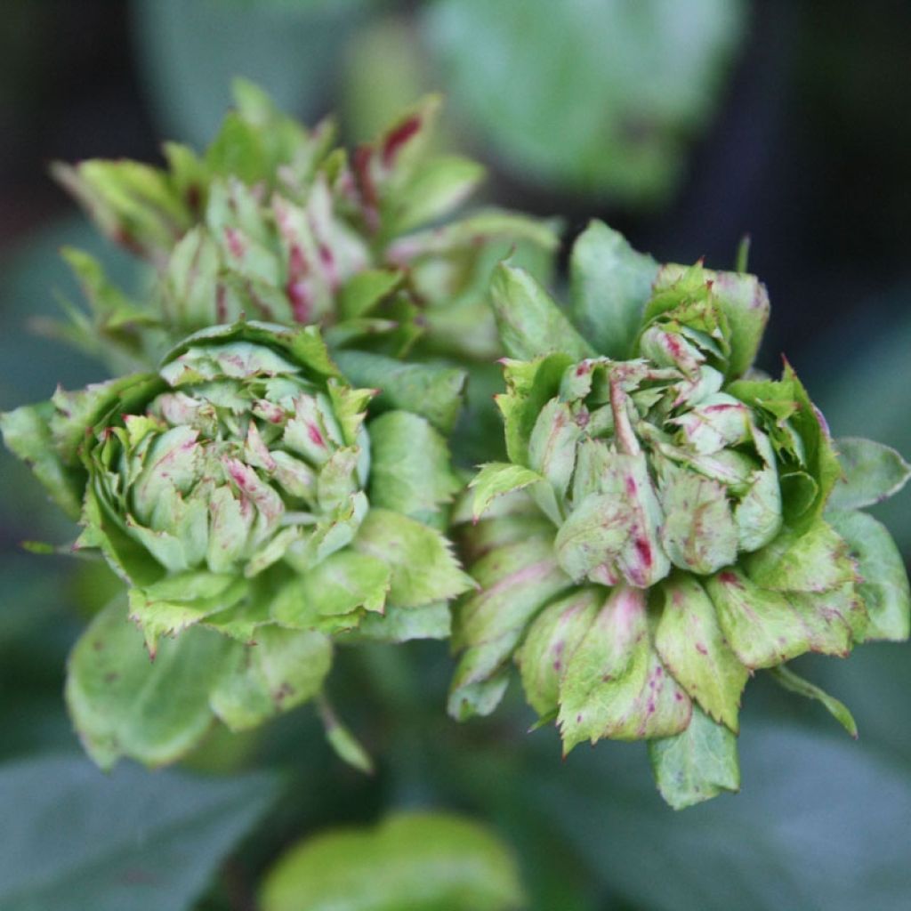 Rosa chinensis Viridiflora - Botanischer Rosenstrauch