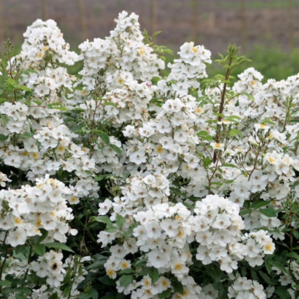 Rosa Rosanatura Alba - Parkrose